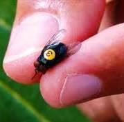 Ganaderos exigen liberación de moscas estériles 